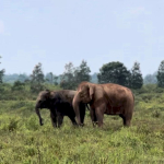 Prabowo Dukung Solusi Konflik Gajah-Manusia di Way Kambas: Pembatas Permanen Segera Dibangun