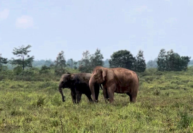 Prabowo Dukung Solusi Konflik Gajah-Manusia di Way Kambas: Pembatas Permanen Segera Dibangun