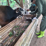 PT. Juang Jaya Abdi Alam Konsisten Laksanakan CSR Vaksinasi Ternak, Lindungi Ribuan Sapi Milik Warga Sidomulyo