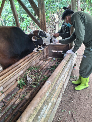 PT. Juang Jaya Abdi Alam Konsisten Laksanakan CSR Vaksinasi Ternak, Lindungi Ribuan Sapi Milik Warga Sidomulyo