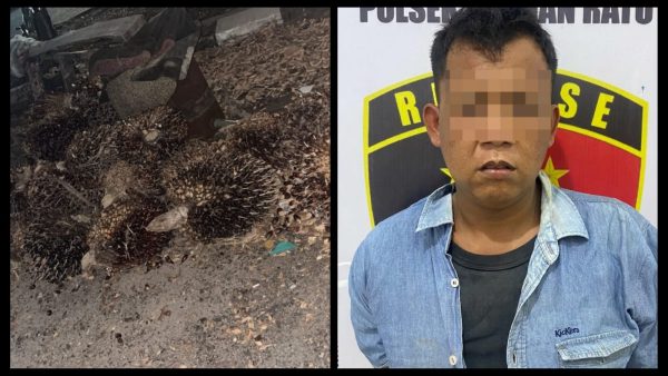 Polres Way Kanan Amankan Diduga Pelaku Pencurian Sawit di Pakuan Ratu