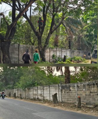 PULUHAN POHON PENGHIJAUAN DIHILANGKAN, PSI PERTANYAKAN KEBIJAKAN WALIKOTA BANDAR LAMPUNG