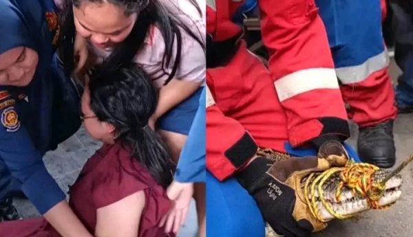 Buaya muara sepanjang sekitar 2,5 meter dievakuasi dari rumah warga di Kelurahan Pidada, Kecamatan Panjang, Bandar Lampung